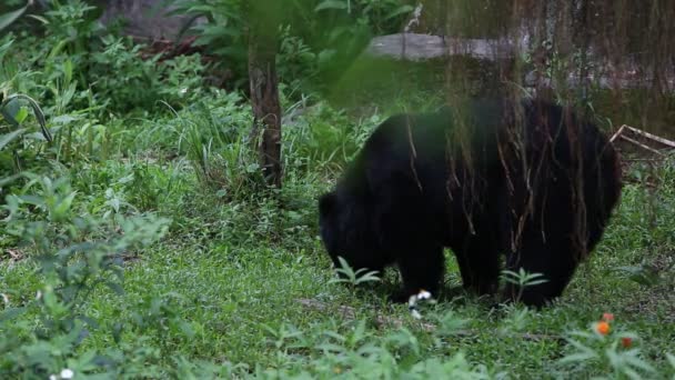 夏の暑い日に森を歩く大人のFormosa Black Bear 熱帯ジャングルダンのUrsus Thibetanus Formosanus — ストック動画