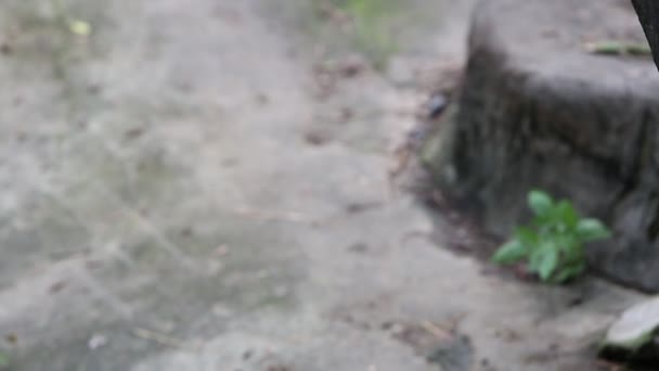 Yetişkin Bir Formosa Siyah Ayısı Sıcak Bir Yaz Gününde Bahçedeki — Stok video