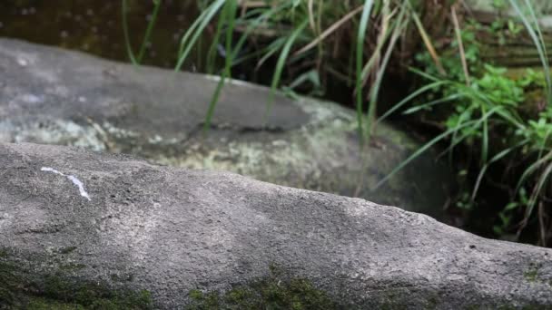 大人の爪台湾黒熊暑い夏の日に岩の上を歩く Ursus Thibetanus Formosanus Dan — ストック動画