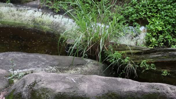 Ein Ausgewachsener Formosa Schwarzbär Auf Dem Felsen Einem Heißen Sommertag — Stockvideo