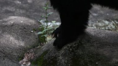 Erişkin Formosa Black Bear pençeleri sıcak bir yaz gününde kayanın üzerinde yürüyor, Ursus Thibetanus Formosanus-Dan