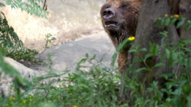 Slow Motion, bir yaz günü ormanda ağaçların ve bitkilerin arasında serbestçe dolaşan vahşi bir Boz Ayı 'nın kapanışı. Yetişkin Ursus Arctos dağda yiyecek arıyor. Güzel doğa yabani Dan.