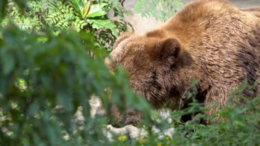 Slow Motion, bir yaz günü ormanda ağaçların ve bitkilerin arasında serbestçe dolaşan vahşi bir Boz Ayı 'nın kapanışı. Yetişkin Ursus Arctos dağda yiyecek arıyor. Güzel doğa yabani Dan.