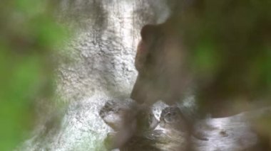 Slow Motion, bir yaz günü ormanda ağaçların ve bitkilerin arasında serbestçe dolaşan vahşi bir Boz Ayı 'nın kapanışı. Yetişkin Ursus Arctos dağda yiyecek arıyor. Güzel doğa yabani Dan.