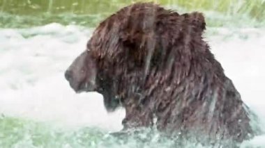 Slow Motion, serinlemek için şelalede yıkanan Boz Ayı 'ya yakın çekim. Koca yetişkin Ursus Arctos suda debeleniyor. Gölde yüzen vahşi yırtıcı hayvan. Doğal yaşam alanında nesli tükenmekte olan tür- Dan