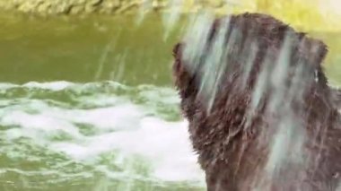 Slow Motion, serinlemek için şelalede yıkanan Boz Ayı 'ya yakın çekim. Koca yetişkin Ursus Arctos suda debeleniyor. Gölde yüzen vahşi yırtıcı hayvan. Doğal yaşam alanında nesli tükenmekte olan tür- Dan
