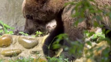 Bir yaz günü ormanda ağaçların ve bitkilerin arasında özgürce dolaşan vahşi bir Boz Ayı 'nın yakınına. Yetişkin Ursus Arctos dağda yiyecek arıyor. Güzel doğa yabani Dan.