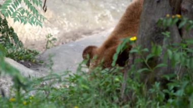 Bir yaz günü ormanda ağaçların ve bitkilerin arasında özgürce dolaşan vahşi bir Boz Ayı 'nın yakınına. Yetişkin Ursus Arctos dağda yiyecek arıyor. Güzel doğa yabani Dan.