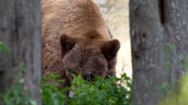Bir yaz günü ormanda ağaçların ve bitkilerin arasında özgürce dolaşan vahşi bir Boz Ayı 'nın yakınına. Yetişkin Ursus Arctos dağda yiyecek arıyor. Güzel doğa yabani Dan.