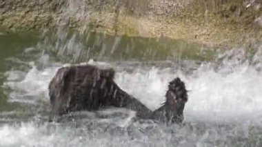 4K, şelalede güneşlenmek için Brown Bear 'a yaklaş. Koca yetişkin Ursus Arctos yaz günü suda debeleniyor. Gölde yüzen vahşi yırtıcı hayvan. Doğal yaşam alanında nesli tükenmekte olan tür- Dan