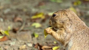 Yavaş hareket eden vahşi çayır köpeği kuru alanda küçük yaprakları kemiriyor. Çayırlarda yemek yiyen siyah kuyruklu çayır köpeklerinden oluşan vahşi yaşam ailesi. Doğal ortamdaki Cynomy cinsinin güzel yakın çekimi.