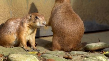 Yazın güneşli bir gününde Çayır Köpeği 'nin dik durup hayvanat bahçesine bakması. Çayır habitatında siyah kuyruklu çayır köpeklerinden oluşan esir bir aile. Cynomyler Kuzey Amerika-Dan cinsidir.