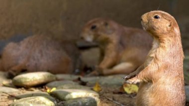 Yazın güneşli bir gününde Çayır Köpeği 'nin dik durup hayvanat bahçesine bakması. Çayır habitatında siyah kuyruklu çayır köpeklerinden oluşan esir bir aile. Cynomyler Kuzey Amerika-Dan cinsidir.