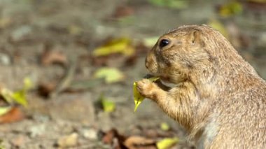 Vahşi Brown çayır köpeği güneşli bir günde kuru tarlada küçük yaprakları kemiriyor. Otlakta yemek yiyen siyah kuyruklu çayır köpeğinin vahşi yaşamı. Doğal ortamdaki Cynomy cinsinin güzel yakın çekimi.
