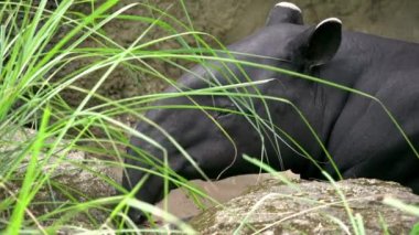 4K, sıcak bir yaz gününde Güneydoğu Asya 'nın tropikal yağmur ormanlarında uyuyan bir baş Malezya tapiri. Vahşi yetişkin Tapirus indicus, aynı zamanda Asya tapiri olarak da bilinir. - Dan.