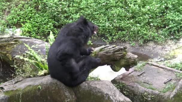 Ours Noir Formosa Adulte Utilisé Des Griffes Pour Gratter Patte — Video