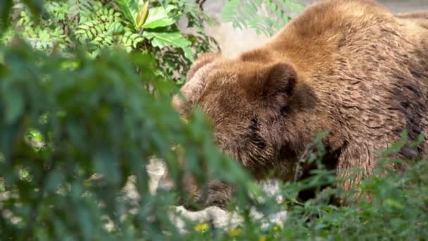 Slow Motion Close Wild Brown Bear Walking Free Trees Plants — Stock Video