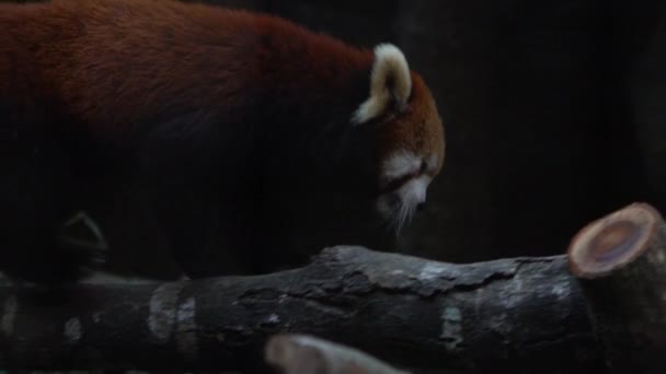 Mouvement lent, Gros plan de panda rouge marchant et saisissant les branches et les feuilles étroites des arbres dans la forêt. Petit panda grimpant au zoo. Ailurus fulgens, aussi appelé ours-chat rouge et chat-ours-Dan rouge 