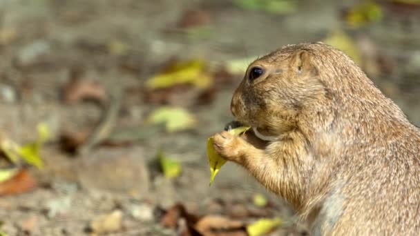 Mouvement lent du chien de prairie sauvage grignotant sur de petites feuilles dans un champ sec. Wildlife family of black-tailed prairie dogs eating food in grassland. Beau gros plan du genre Cynomys dans la nature de l'habitat.-Dan 