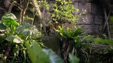 Bengal kaplanının Yavaş Hareketi hayvanat bahçesindeki ağaçlar arasında orman çimlerinde yemek yiyor. Asyalı Panthera tigris tigris tigris doğal yaşam rezervinde. Kaplan, Asya-Dan 'in tropikal ormanlarında yaşıyor.