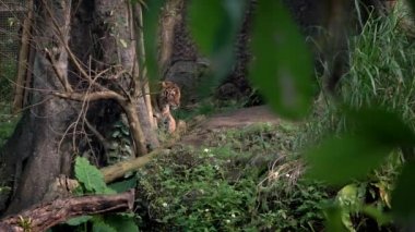 Hayvanat bahçesindeki ağaçların arasında yürüyen Bengal kaplanının Yavaş Hareketi. Asyalı Panthera tigris tigris tigris doğal yaşam rezervinde. Tigress, Asya-Dan bölgesinin tropikal ormanlarında yaşayan bir tür.