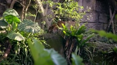 Bengal kaplanı hayvanat bahçesindeki ağaçlar arasında orman çimlerinde yemek yiyor. Asyalı Panthera tigris tigris tigris doğal yaşam rezervinde. Tigress, Asya-Dan bölgesinin tropikal ormanlarında yaşayan bir tür.