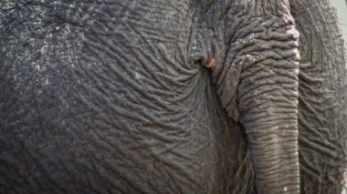 4K, kuyruğunu sallayan bir file yakın çekim. Asyalı bir filin poposunu ve kuyruğunu kapatın. Gri cilt kırışıklıkları. Asya fili Elephas Maximus, Güneydoğu Asya-Dan hayvanat bahçesinde kuyruğunu sallıyor.