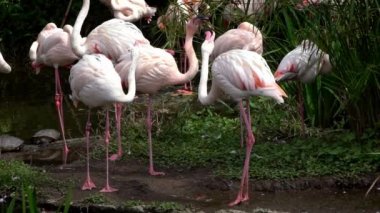 Gölde ağaçların arasında savaşan büyük flamingoların Yavaş Hareketi. Phoenicopterus Roseus Güneydoğu Asya hayvanat bahçesinde dövüşüyor. Yeşil arka planlı laguna içinde flamingolar. Dan.