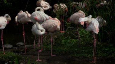 Gölde ağaçların arasında savaşan büyük flamingoların Yavaş Hareketi. Phoenicopterus Roseus Güneydoğu Asya hayvanat bahçesinde dövüşüyor. Yeşil arka planlı laguna içinde flamingolar. Dan.