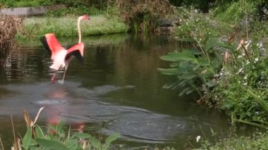 Sıcak bir yaz günü gölde ağaçların arasında yürüyen bir flamingo, hayvanat bahçesindeki Phoenicopterus chilensis...