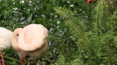 Sıcak bir yaz günü, gölde ağaçların arasında dinlenen bir flamingo, hayvanat bahçesindeki Phoenicopterus gülü