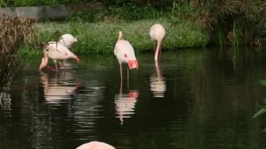 Bir grup flamingo, sıcak bir yaz günü ağaçların arasında gölde dinlenir. Phoenicopterus Roseus, Phoenicopterus chilensis hayvanat bahçesinde.