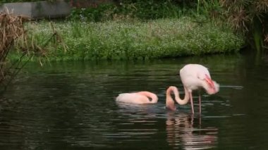 Bir grup flamingo, sıcak bir yaz günü ağaçların arasında gölde dinlenir. Phoenicopterus Roseus, Phoenicopterus chilensis hayvanat bahçesinde.