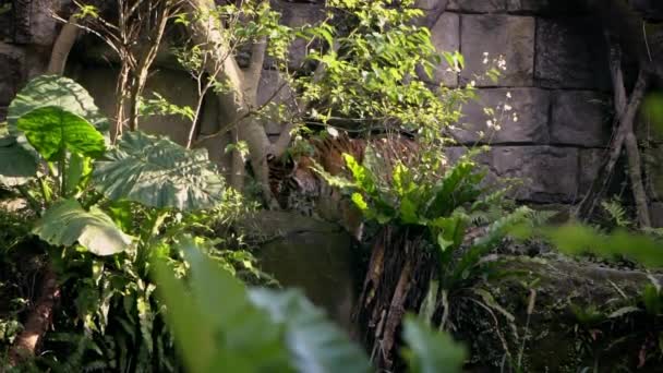 遅いベンガルトラの動きは動物園の木の間の森の草の上で食べています アジアのパンサー ティグリスは自然野生生物の保護区に生息しています タイグレスはアジアダンの熱帯林の生息地に住んでいます — ストック動画