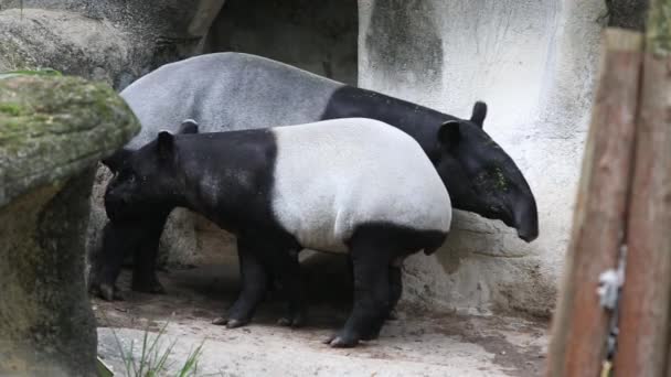 Adulto Tapir Malayo Juvenil Esperando Comida Jardín Verano Caluroso Tapirus — Vídeo de stock