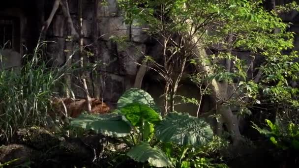 孟加拉虎在森林中动物园的树间散步 在自然保护区的野生动植物中 亚洲的黑豹 Panthera Tigris Tigris 虎妞是一种生活在亚丹热带森林栖息地的物种 — 图库视频影像