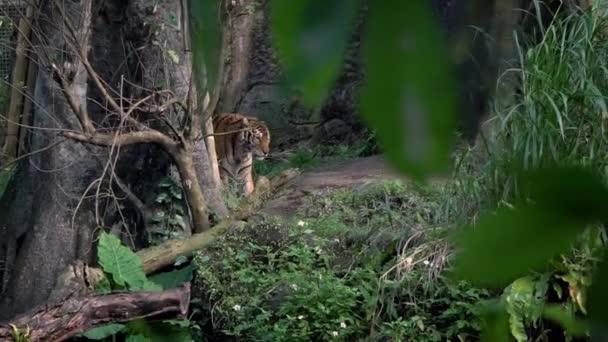 벵골호랑이는 동물원 있습니다 아시아 Panthera Tigris Tigris 자연의 보호구역 그리스 — 비디오