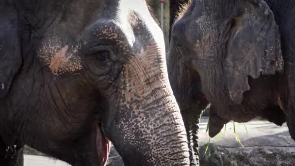 Dişsiz Iki Asya Filinin Yakın Çekimi Çimen Yiyor Alnında Kulaklarında — Stok video