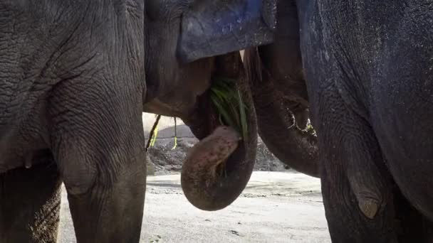 4K, gros plan de deux éléphants d'Asie sans défenses mangent de l'herbe. Gros plan de l'éléphant asiatique avec une peau dépigmentée sur le front et les oreilles. Elephas maximus manger dans un zoo de l'Asie du Sud-Est-Dan 