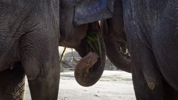 Крупным Планом Два Азиатских Слона Бивня Едят Траву Крупный План — стоковое видео