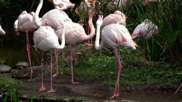 木々の間の湖で戦う大きなフラミンゴのスローモーション フェノキテルスは東南アジアの動物園で戦う 緑の背景を持つラグーナのフラミンゴ — ストック動画