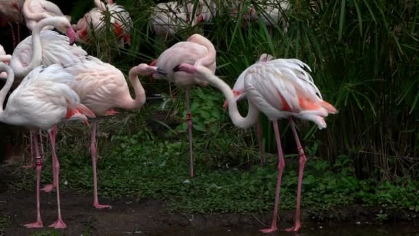 Mouvement lent d'un groupe de flamants roses plus grands reposent dans le lac parmi les arbres. Phoenicopterus roseus au zoo de l'Asie du Sud-Est. Flamants roses dans une lagune avec fond vert-Dan 