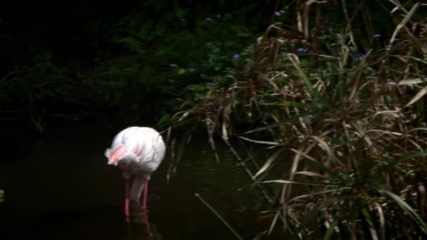 Movimento Lento Maior Flamingo Procura Comida Água Entre Árvores Phoenicopterus — Vídeo de Stock