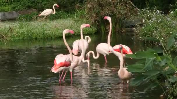 Un groupe de flamants roses se repose dans le lac parmi les arbres lors d'une chaude journée d'été, Phoenicopterus roseus, Phoenicopterus chilensis au zoo-Dan 