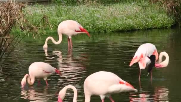 Un groupe de flamants roses se repose dans le lac parmi les arbres lors d'une chaude journée d'été, Phoenicopterus roseus, Phoenicopterus chilensis au zoo-Dan 