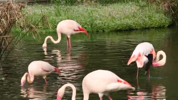 在炎热的夏天 一群火烈鸟在湖中的树林里歇息 在动物园里 火烈鸟和金雀花在一起 — 图库视频影像