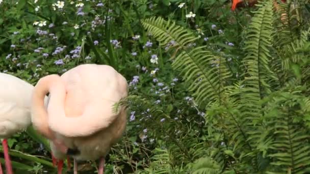 夏の暑い日に湖の中で休んでいるフラミンゴ 動物園ダンでのフェニコテルスのバラ — ストック動画