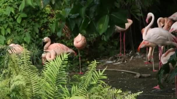 Grupo Flamencos Descansando Lago Entre Los Árboles Verano Caluroso Phoenicopterus — Vídeos de Stock