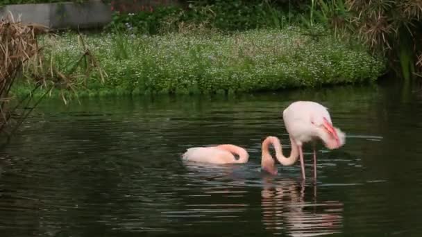 Skupina Flamingo Odpočívat Jezeře Mezi Stromy Horkém Létě Phoenicopterus Roseus — Stock video