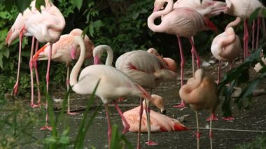 Bir grup flamingo sıcak bir yaz günü ağaçların arasında dinleniyor Phoenicopterus Roseus, Phoenicopterus chilensis at the zoo-Dan